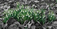 Spring-Bert-Kaufmann