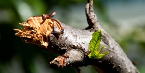 Growth-John-Liu