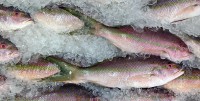 Fish-Ines-Hegedus-Garcia