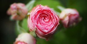Rose-Takashi-M